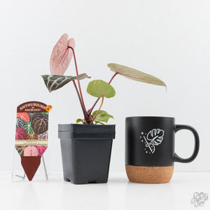 Anthurium Michelle '10' x Home, Sweet Home '32' by DocBlock® (wk28-A)