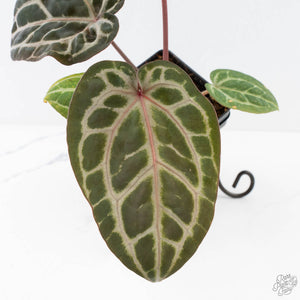 Anthurium Michelle '10' x Home, Sweet Home '32' by DocBlock® (wk28-A)