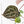 Anthurium Michelle '10' x Home, Sweet Home '32' by DocBlock® (wk28-A)