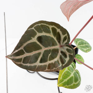 Anthurium Michelle '10' x Home, Sweet Home '32' by DocBlock® (wk28-A)