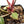 Anthurium Michelle '10' x Home, Sweet Home '32' by DocBlock® (wk28-A)