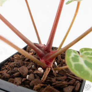 Anthurium Michelle '10' x Home, Sweet Home '32' by DocBlock® (wk29-L)