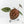 Anthurium Michelle '10' x Home, Sweet Home '32' by DocBlock® (wk29-L)