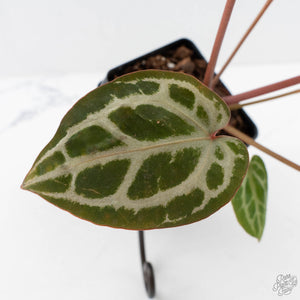 Anthurium Michelle '10' x Home, Sweet Home '32' by DocBlock® (wk29-L)