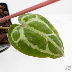 Anthurium Michelle '10' x Home, Sweet Home '32' by DocBlock® (wk29-L)