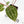 Anthurium Michelle '10' x Home, Sweet Home '32' by DocBlock® (wk29-L)