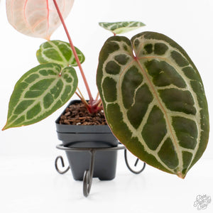 Anthurium Michelle '10' x Home, Sweet Home '32' by DocBlock® (wk29-L)