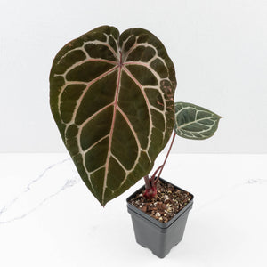 Anthurium Michelle '10' x Home, Sweet Home '32' by DocBlock® (wk30-D)