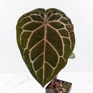Anthurium Michelle '10' x Home, Sweet Home '32' by DocBlock® (wk30-D)