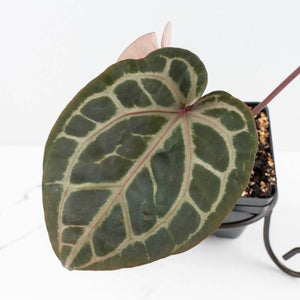 Anthurium Michelle '10' x Home, Sweet Home '32' by DocBlock® (wk30-M)