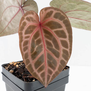 Anthurium Michelle '10' x Home, Sweet Home '32' by DocBlock® (wk30-M)