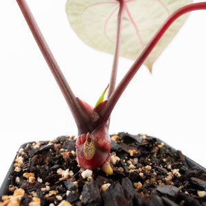 Anthurium Michelle '10' x Home, Sweet Home '32' by DocBlock® (wk30-M)