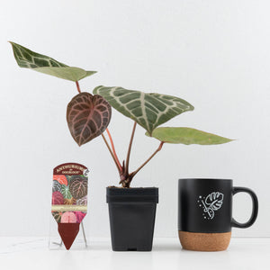 Anthurium Michelle '10' x Home, Sweet Home '32' by DocBlock® (wk31-G)