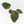 Anthurium Michelle '10' x Home, Sweet Home '32' by DocBlock® (wk31-G)