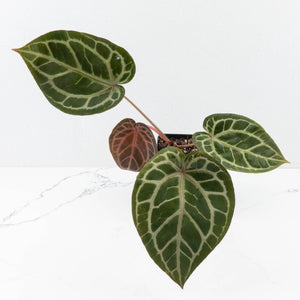 Anthurium Michelle '10' x Home, Sweet Home '32' by DocBlock® (wk31-G)