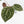 Anthurium Michelle '10' x Home, Sweet Home '32' by DocBlock® (wk31-G)