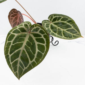 Anthurium Michelle '10' x Home, Sweet Home '32' by DocBlock® (wk31-G)