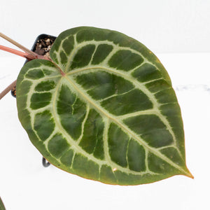 Anthurium Michelle '10' x Home, Sweet Home '32' by DocBlock® (wk31-G)