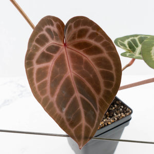 Anthurium Michelle '10' x Home, Sweet Home '32' by DocBlock® (wk31-G)