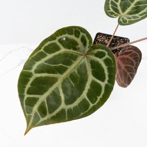 Anthurium Michelle '10' x Home, Sweet Home '32' by DocBlock® (wk31-G)