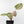 Anthurium Michelle '10' x Home, Sweet Home '32' by DocBlock® (wk31-G)