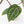Anthurium Michelle '10' x Home, Sweet Home '32' by DocBlock® (wk33-L36) *Purple Veins*