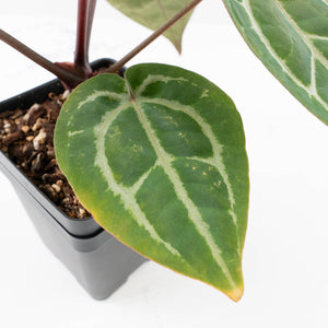 Anthurium Michelle '10' x Home, Sweet Home '32' by DocBlock® (wk33-L36) *Purple Veins*