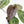 Anthurium Michelle '10' x Home, Sweet Home '32' by DocBlock® (wk33-L36) *Purple Veins*