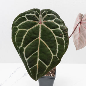 Anthurium Michelle '10' x Home, Sweet Home '32' by DocBlock® (wk37-L139)