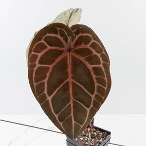 Anthurium Michelle '10' x Home, Sweet Home '32' by DocBlock® (wk37-L139)
