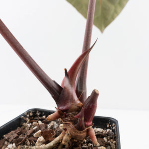 Anthurium Michelle '10' x Home, Sweet Home '32' by DocBlock® (wk37-L139)