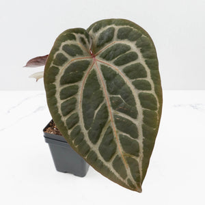 Anthurium Michelle '10' x Home, Sweet Home '32' by DocBlock® (wk37-L141)