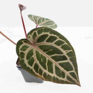 Anthurium Michelle '10' x Home, Sweet Home '32' by DocBlock® (wk37-L141)