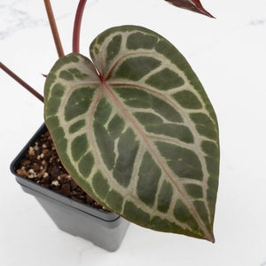 Anthurium Michelle '10' x Home, Sweet Home '32' by DocBlock® (wk37-L141)