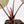 Anthurium Michelle '10' x Home, Sweet Home '32' by DocBlock® (wk37-L141)