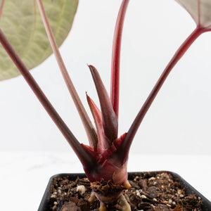 Anthurium Michelle '10' x Home, Sweet Home '32' by DocBlock® (wk37-L141)