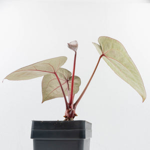 Anthurium Michelle '10' x Home, Sweet Home '32' by DocBlock® (wk37-L141)
