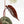 Anthurium Michelle '10' x Home, Sweet Home '32' by DocBlock® (wk37-L141)
