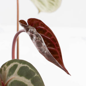 Anthurium Michelle '10' x Home, Sweet Home '32' by DocBlock® (wk37-L141)