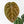 Anthurium Michelle '10' x Home, Sweet Home '32' by DocBlock (wk42-L382)
