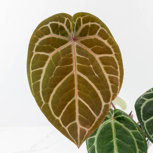 Anthurium Michelle '10' x Home, Sweet Home '32' by DocBlock (wk42-L382)