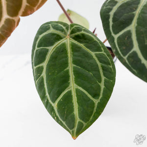 Anthurium Michelle '10' x Home, Sweet Home '32' by DocBlock (wk42-L382)