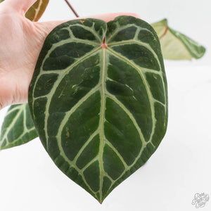 Anthurium Michelle '10' x Home, Sweet Home '32' by DocBlock (wk42-L382)