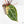 Variegated Anthurium 'Michelle' by DocBlock®  (wk18-UU)