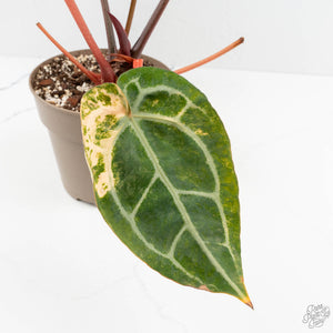 Variegated Anthurium 'Michelle' by DocBlock®  (wk18-UU)