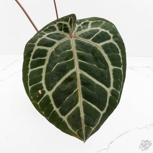 Variegated Anthurium 'Michelle' by DocBlock®  (wk18-UU)