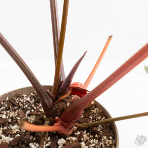 Variegated Anthurium 'Michelle' by DocBlock®  (wk18-UU)