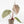 Variegated Anthurium 'Michelle' by DocBlock®  (wk18-UU)