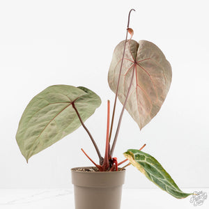 Variegated Anthurium 'Michelle' by DocBlock®  (wk18-UU)