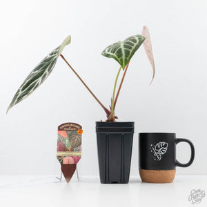 Anthurium Michelle '1' x Purple Rain '27' by DocBlock® (wk21-R)